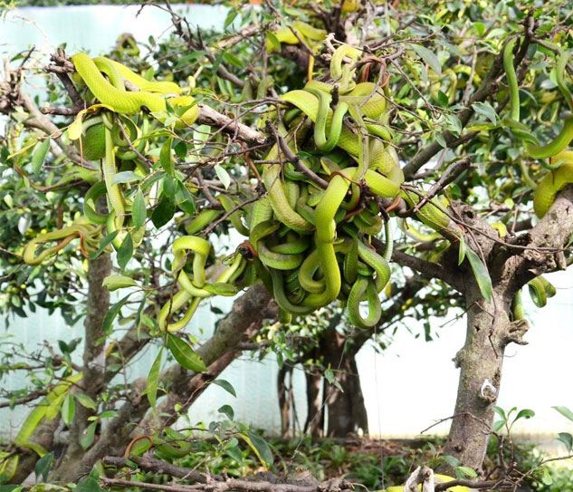 Mỹ Tho