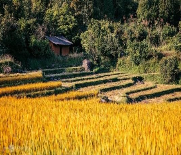 BÌNH LIÊU – MÙA CỎ LAU CHINH PHỤC SỐNG LƯNG KHỦNG LONG