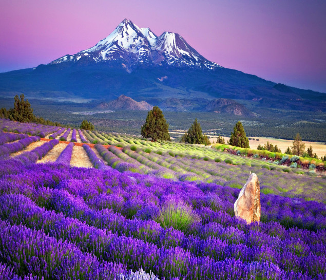 KHÁM PHÁ HOKKAIDO NGẮM HOA LAVENDER TOKYO - ASAHIKAWA – SAPPORO – OTARU