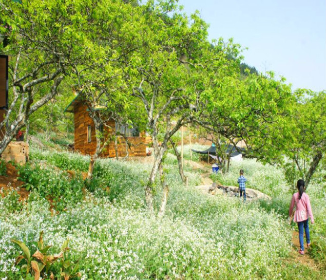 Mộc Châu mùa hoa cải