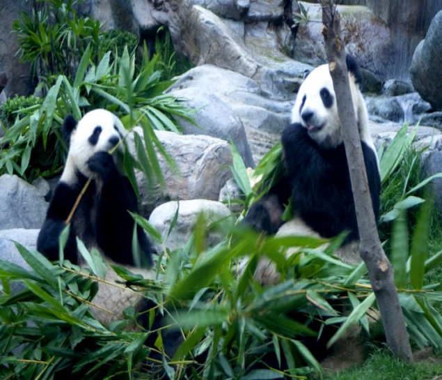 TRÙNG KHÁNH - CỬU TRẠI CÂU